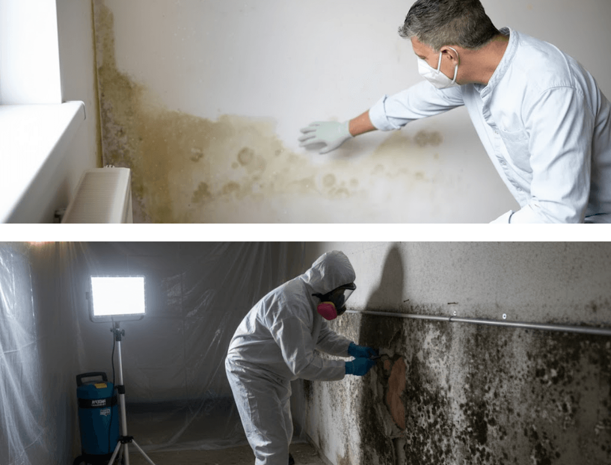 mold testing services
